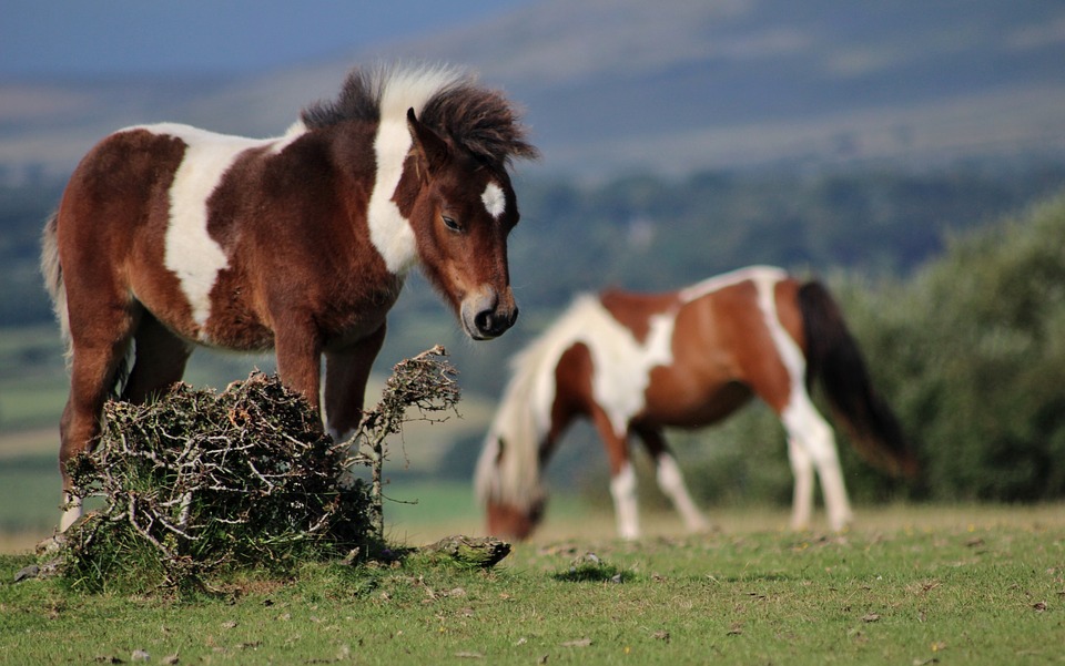 Ponei Dartmoor 