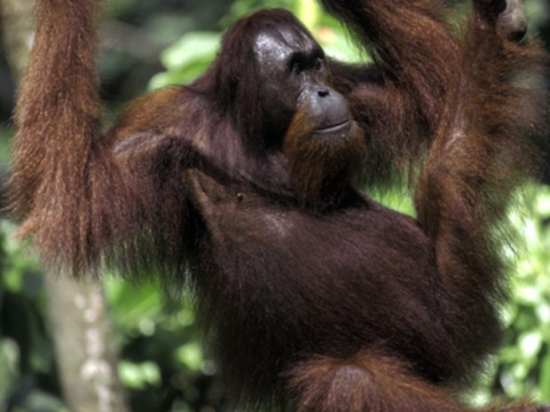 Pongo Pygmaeus Pulando na Árvore 