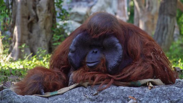 Pongo Pygmaeus Sob Pedra