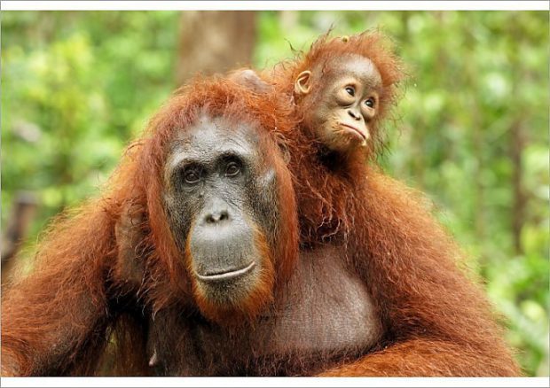 Pongo Pygmaeus com Filhote nas Costas 