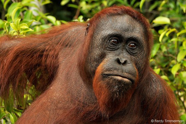 Pongo Pygmaeus de Frente Para Câmera