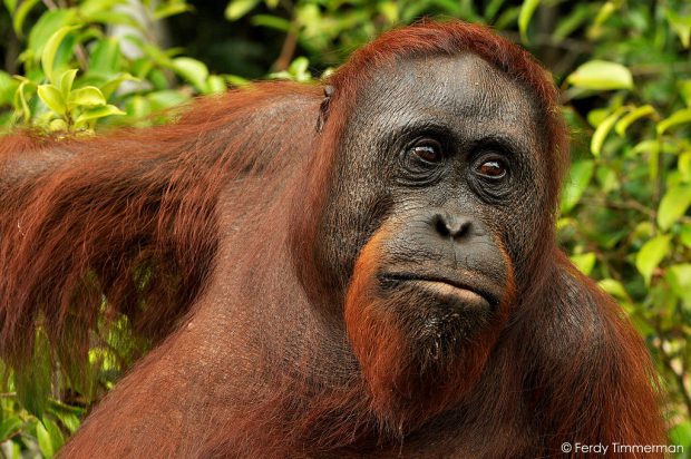 Pongo Pygmaeus de Frente Para Câmera 