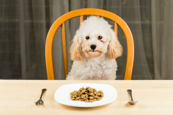 Qual a Ração Mais Indicada Para Poodle?