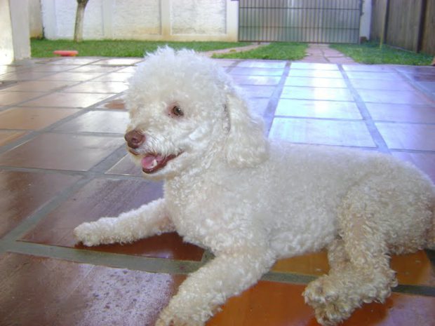Poodle Deitado no Quintal