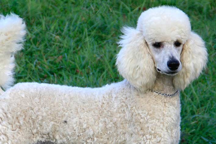 Poodle Médio 