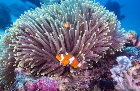 Quais São os Predadores da Anêmona e Seus Inimigos Naturais?