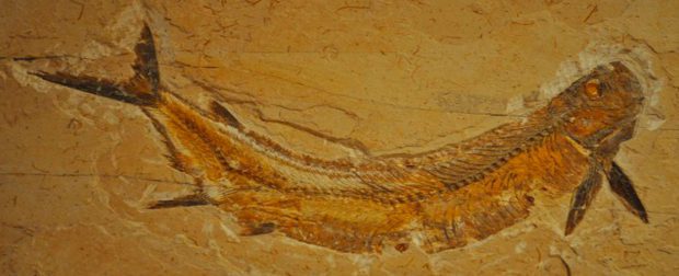 Processo de Fossilização