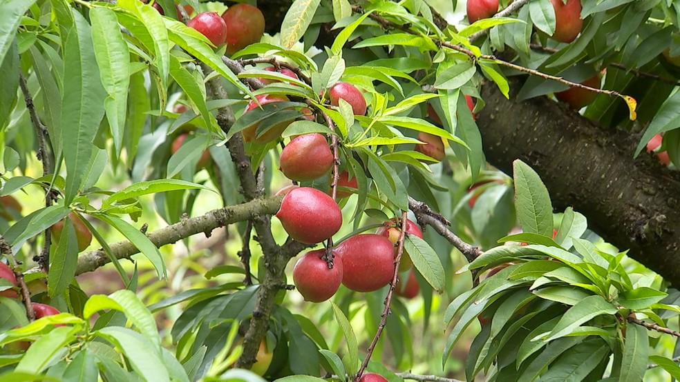 Produção de Nectarina 