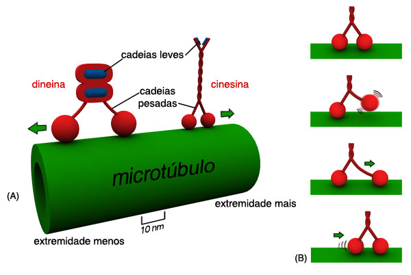 Proteínas Motoras