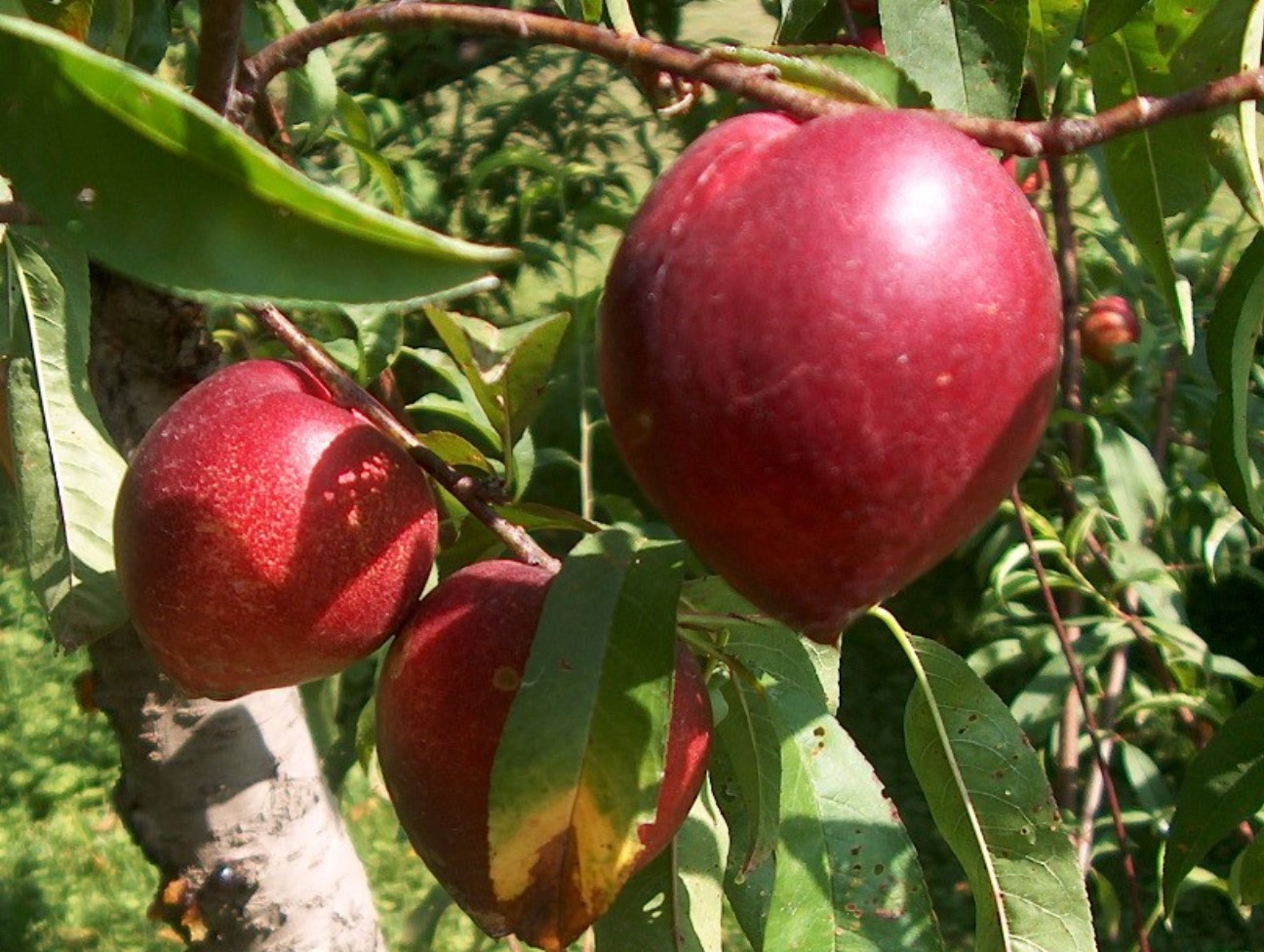 Prunis Persica Nucipersica