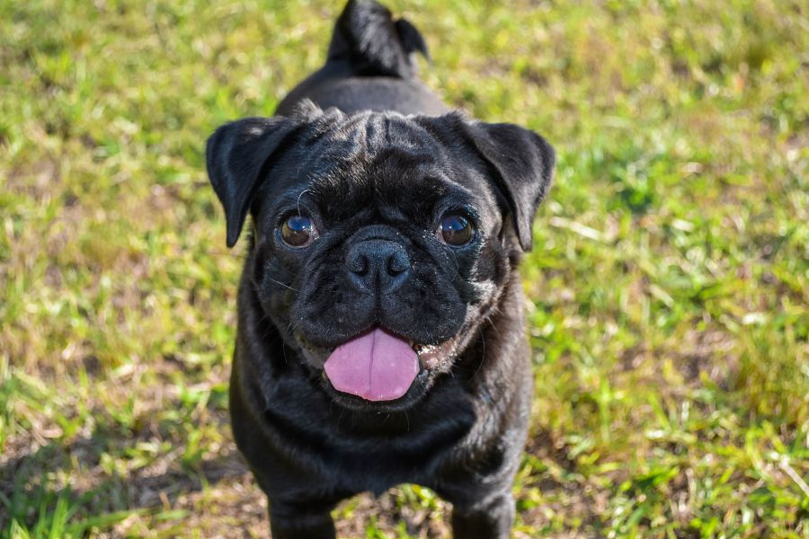 Pug Preto