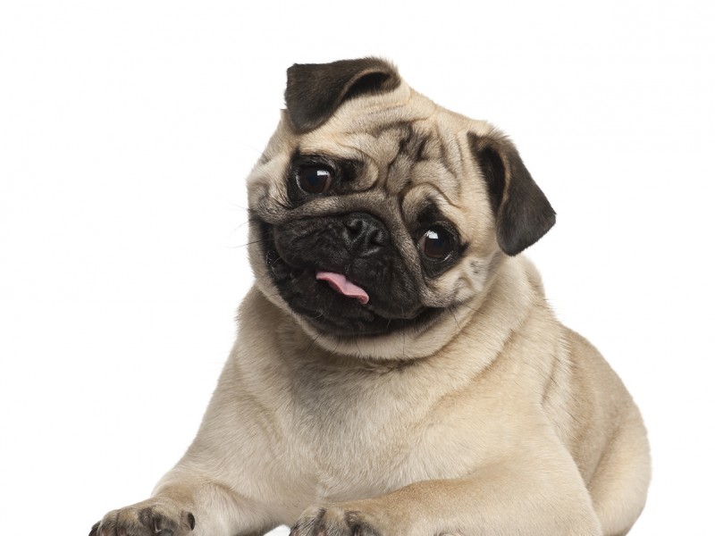 Pug