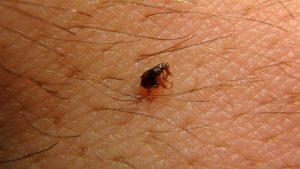 Onde a Pulga Vive no Corpo Humano? | Mundo Ecologia