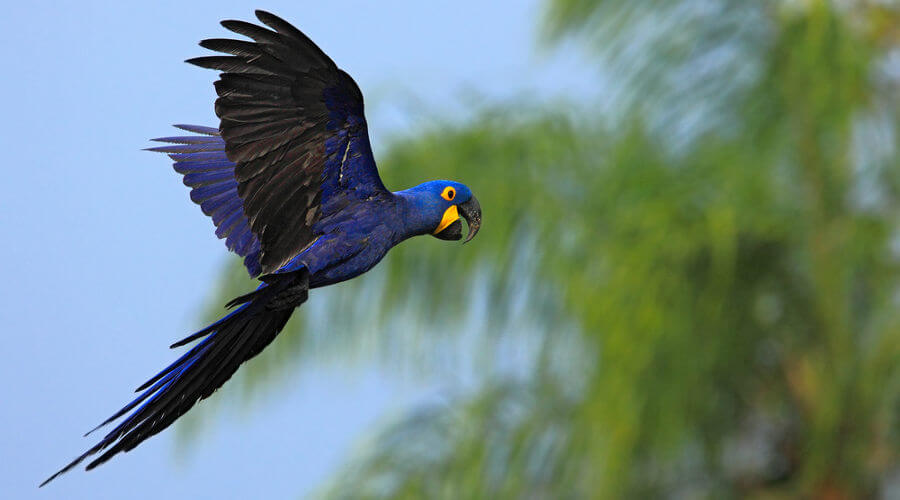 Como É A Respiração E Circulação Das Aves?