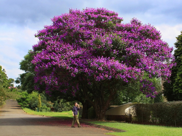 Quaresmeira Roxa em Frente a Casa