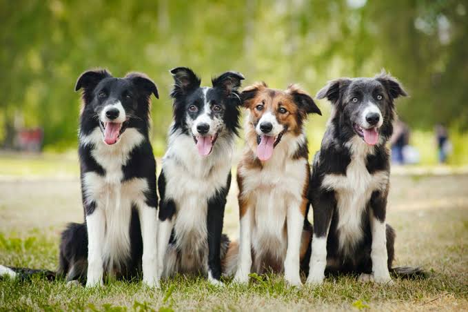 Quatro Border Collie 