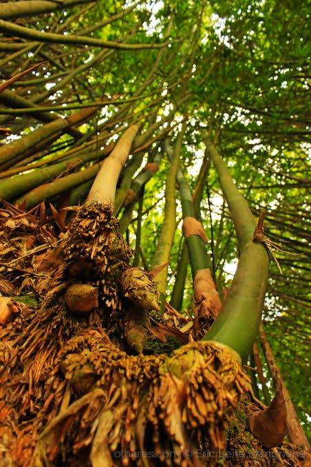 Como Arrancar Raiz De Bambu? Passo A Passo De Como Fazer