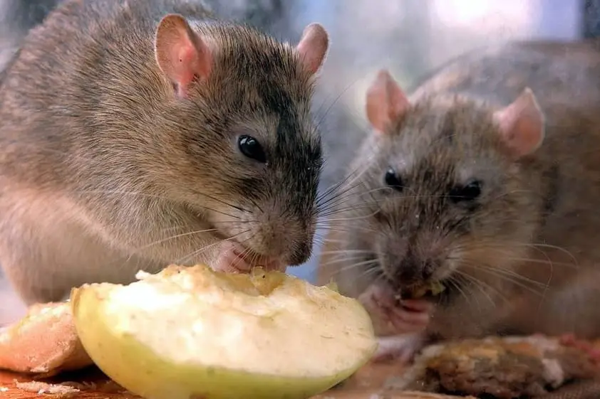 Dois Ratos Comendo Alimento 