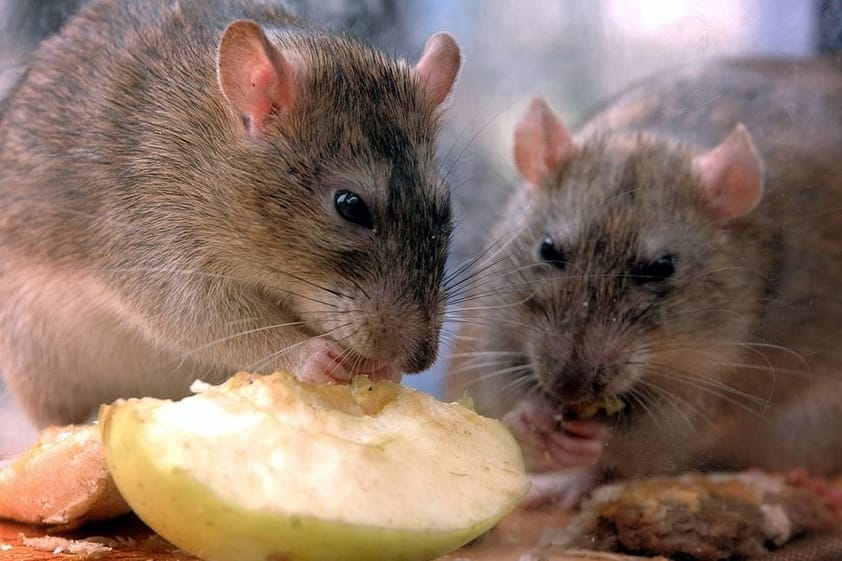 Dois Ratos Comendo Alimento