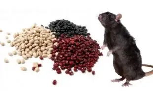 Rato Comendo Veneno