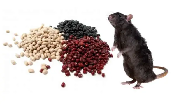 Rato Comendo Veneno 