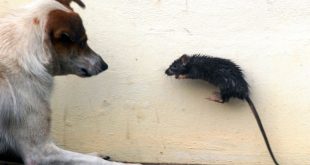 Rato e Cachorro se Enfrentando