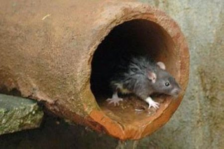Lista de Doenças Transmitidas Pelo Rato, Sintomas e Como Tratar