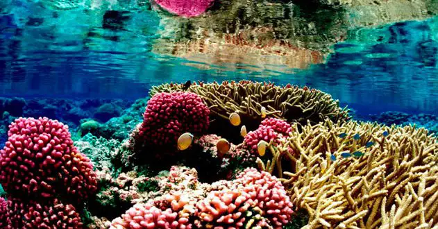 What are the biggest barrier reefs in the world?  |  World Ecology