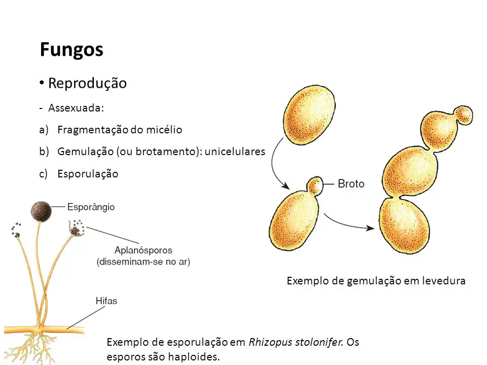 Reprodução Assexuada Dos Fungos