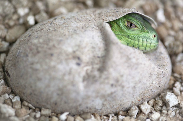 Reprodução da Iguana