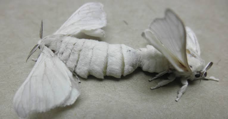 Reprodução da Mariposa 