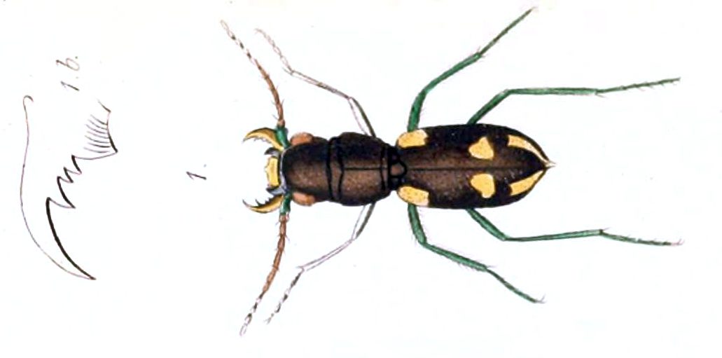 Rivacindela Nidek