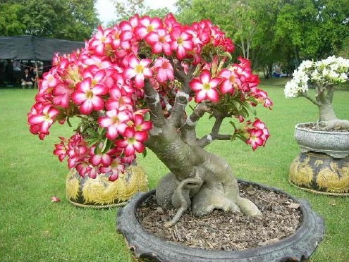 Rosa do Deserto: Curiosidades e Fatos Interessantes Sobre a Planta