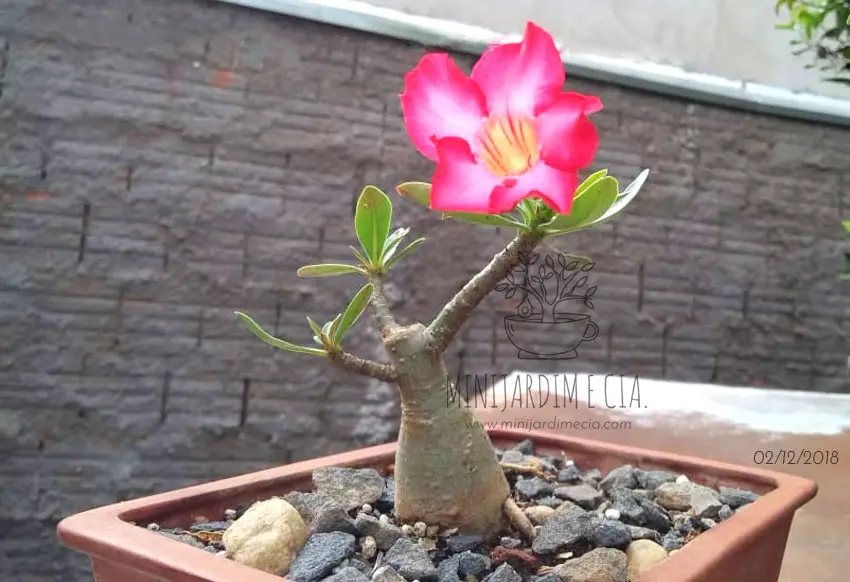 Como Cultivar Rosa do Deserto Em Apartamento? | Mundo Ecologia