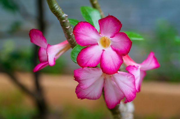 Rosa do Deserto Florida 