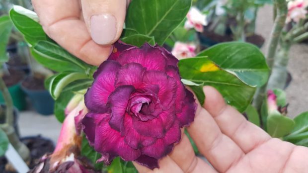 Rosa do Deserto Lilás