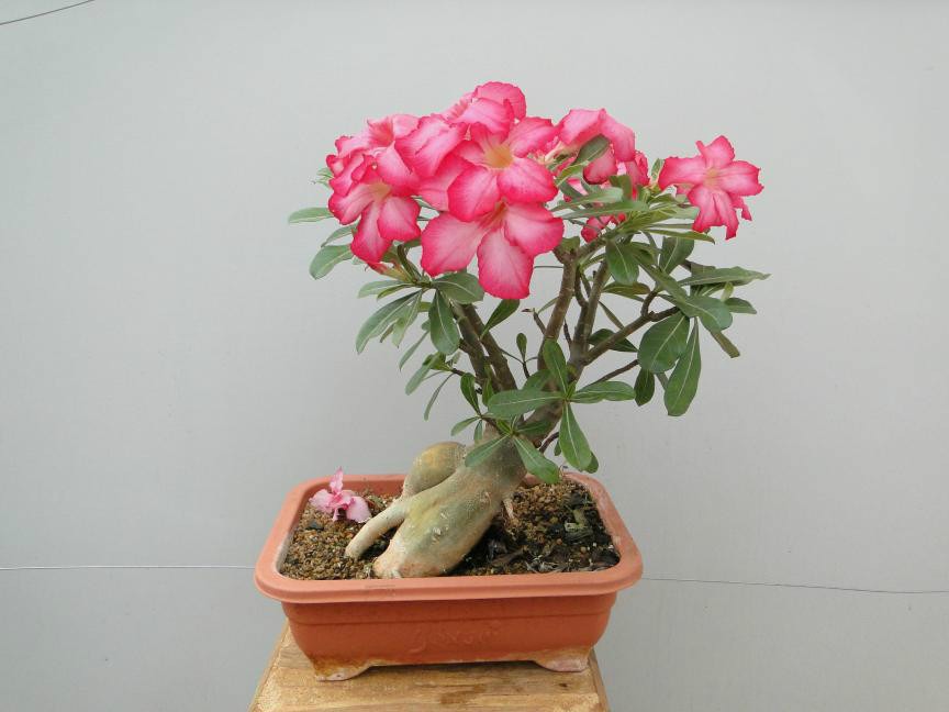 Rosa do Deserto no Apartamento