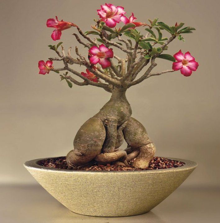 Rosa do Deserto no Vaso