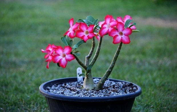 Rosas do Deserto Dentro do Vaso
