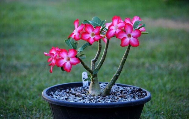 Rosas do Deserto Dentro do Vaso 