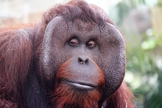 Rosto do Orangotando de Borneu 
