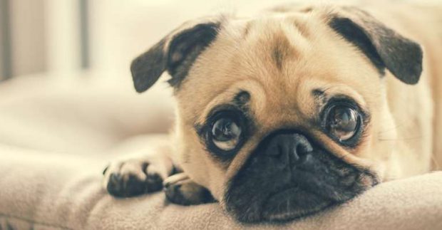 Rosto do Pug