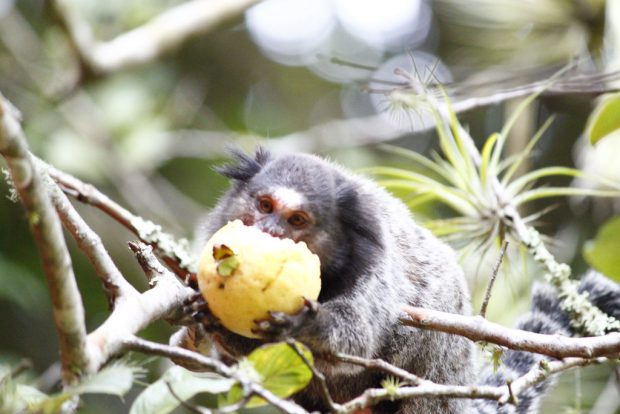 Sagui Comendo Goiaba