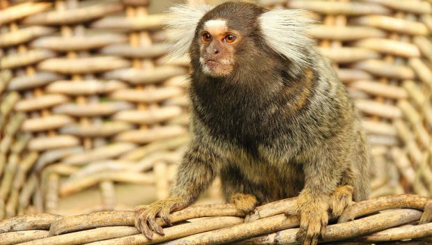Sagui Dentro do Cesto