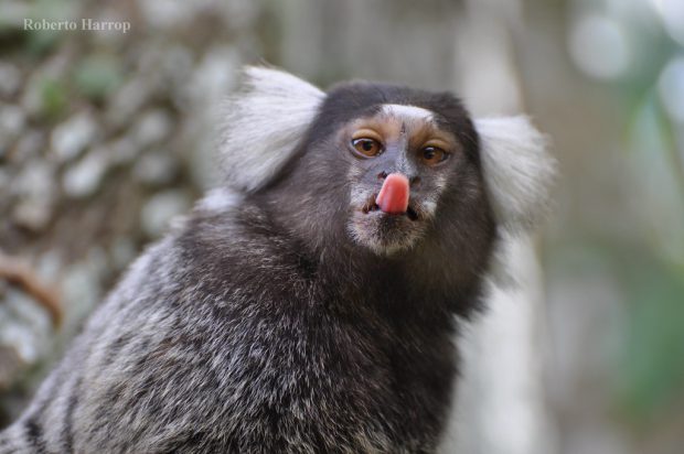 Sagui Olhando para Câmera