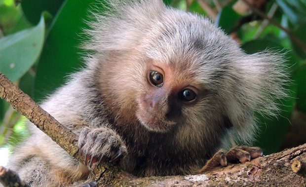 Sagui Olhando para Câmera