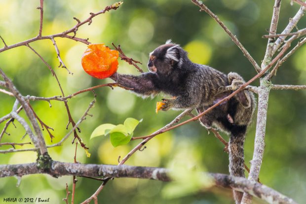 Sagui Pegando Fruta na Árvore