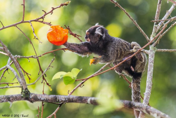 Sagui Pegando Fruta na Árvore 