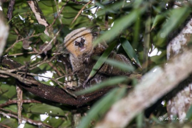 Sagui da Serra em Meio as Folhas das Árvores 