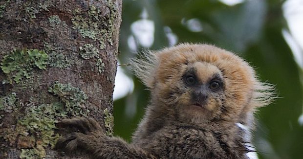 Sagui da Serra na Árvore